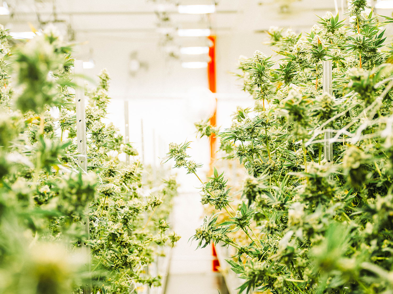 ecc-grow-01 ecc-grow-01