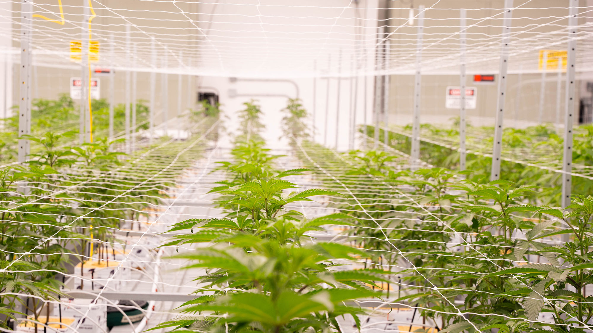 ecc-grow-02 ecc-grow-02